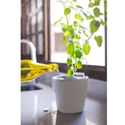 Vaso Autoirrigável Ou Plantar Grande Bege