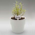 Vaso Autoirrigável Ou Plantar Grande Bege