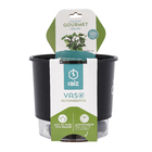 Vaso Autoirrigável Salsa Preto 14x16cm
