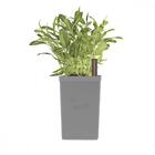 Vaso Autoirrigável Tramontina Em Polipropileno Cinza 800 Ml