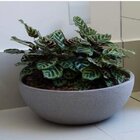 Vaso Bacia Europeia 55 Japi