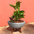 Vaso Bacia P/ Flores 30cm Com Tripé De Madeira Decorativo - C