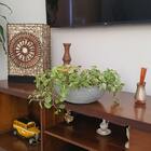 Vaso Bacia P/ Rosa Do Deserto e Plantas 32cm Cinza