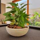 Vaso Bacia Para Plantas em Polietileno 72x20cm Bege