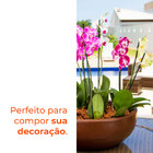 Vaso Bacia Safira Café 10 Terrano