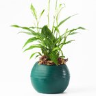 Vaso Búzios 13x14cm Verde Escuro