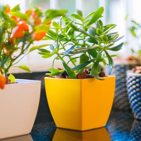 Vaso Cachepô Elegance De Plástico Redondo 01 Nutriplan Traver