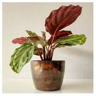 Vaso Cachepô Elegance De Plástico Redondo 02 Nutriplan Café I