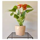 Vaso Cachepô Elegance De Plástico Redondo 02 Nutriplan Traver