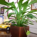 Vaso Cachepô Mesa Decorativo Planta 17c Polietileno Quadrado