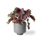 Vaso Cachepot Pequeno em Plástico 10x11cm Cimento San Raiz