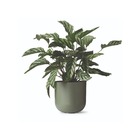 Vaso Cachepot Pequeno em Plástico 16x15cm Verde Militar San Raiz