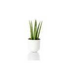 Vaso Cachepot Pequeno em Plástico 18x17cm Calcário San Raiz