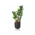 Vaso Cachepot Pequeno em Plástico 18x17cm Preto San Raiz