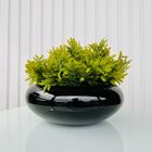 Vaso Cachepot Preto Ikebana Bacia Enfeite De Mesa C/ Planta