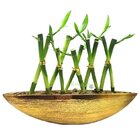 Vaso Canoa Dourada Em Cerâmica Com Dez Bambus Da Sorte