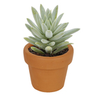 Vaso Cerâmica Basico Terracota 7x8cm Boa Nova