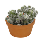 Vaso Cerâmica Basico Terracota 8x15cm  Boa Nova