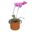 Vaso Cerâmica Begônia sem Pé Terracota 19X16cm Sitios