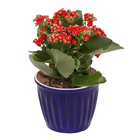 Vaso Cerâmica Frisado Azul 12x11,5cm Cêramica Novo Tempo