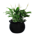 Vaso Cerâmica Ondulado Preto 10x13cm Bella Art