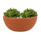 Vaso Cerâmico Suculentas 13x60 Boa Nova