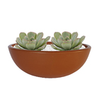 Vaso Cerâmico Suculentas 7x17cm Boa Nova