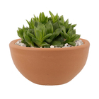 Vaso Cerâmico Suculentas 9,50x50 Boa Nova