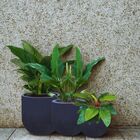 Vaso Cilíndrico Rustico 55 Japi Grafite