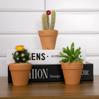 Vaso Com Cacto Castelo De Fada Verde 14x6 Cm F04 - D'rossi