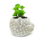 Vaso Com Planta Cabeça Onça Cimento - Pequeno