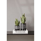 Vaso Com Planta Permanente