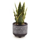 Vaso Com Planta Permanente