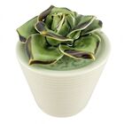 Vaso Com Suculenta De Ceramica 7 4cm X 7 4cm X 8 2cm