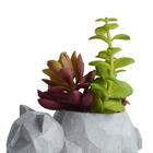Vaso Com Suculenta Em Cimento E Plástico L'hermitage Gato 12