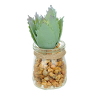 Vaso Com Suculenta Folha Alta Verde Claro 10x7 Cm F04 - D'ros