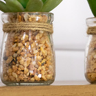 Vaso Com Suculenta Folha Alta Verde Escuro 10x7 Cm F04 - D'ro