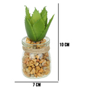 Vaso Com Suculenta Folha Alta Verde Escuro 10x7 Cm F04 - D'ro