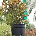 Vaso Comum Redondo 09 (65l) Preto Nutriplan