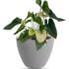 Vaso Cone Baixo 22 Cinza Claro