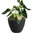 Vaso Cone Baixo 22 Preto Absoluto