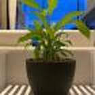 Vaso Cone Baixo 28 Preto Absoluto