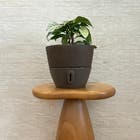 Vaso Cone Vietnamita (22x24) Cor Marrom Absoluto Brota