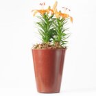 Vaso Cônico Aldora 26x18cm Café