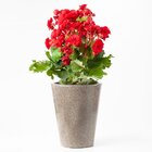 Vaso Cônico Aldora 26x18cm Pedra