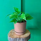 Vaso de Chão Pequeno Plástico  14,5x15cm com Prato Areia  RIO Vasart
