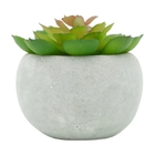 Vaso De Cimento Branco Com Planta Carnicolor Urban