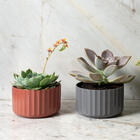 Vaso De Flor Mini Decorativo Planta Cacto Groove Jardim Ou Ch