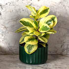 Vaso De Flor Mini Decorativo Planta Cacto Groove Jardim Ou Ro