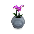 Vaso De Planta  15x20 Cm Decorativo Pequeno Redondo De Poliet